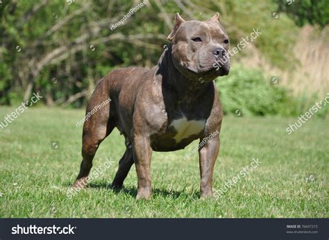 Purebred Canine Blue Fawn Brindle Colored American Bully Female Dog Stock Photo 76697215 ...