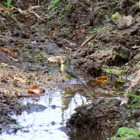 Wednesday 19th June 2024 Cornwall Birds CBWPS