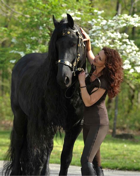 Friesian Horse Wallpaper 59 Images