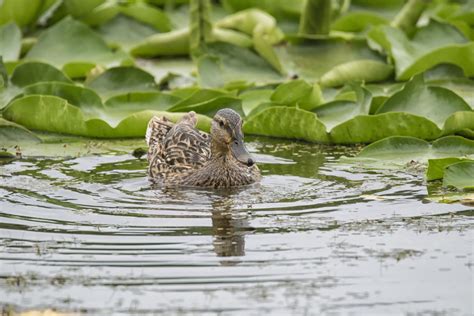 Free Images Nature Wildlife Green Fauna Duck Canada Vertebrate