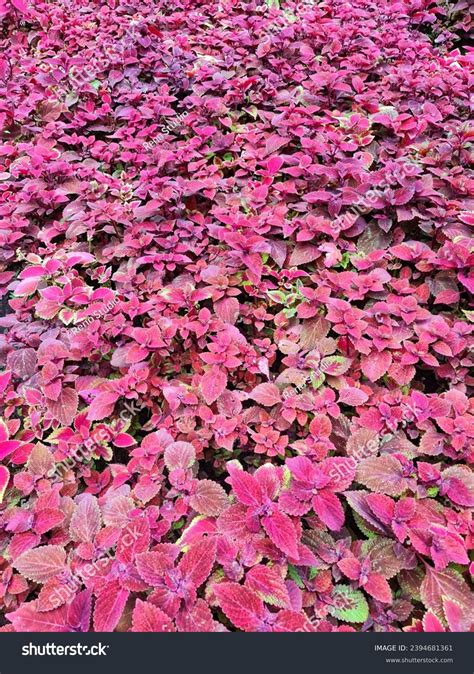 Colorful Miana Plant Coleus Atropurpureus Has Stock Photo 2394681361