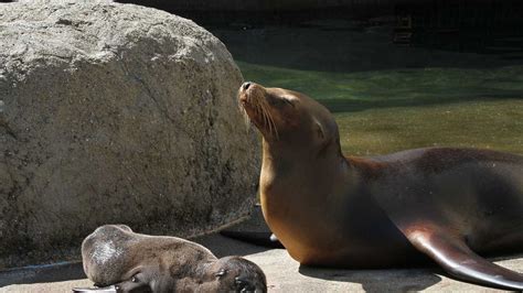 California Sea Lion Pup Born At Six Flags In Vallejo