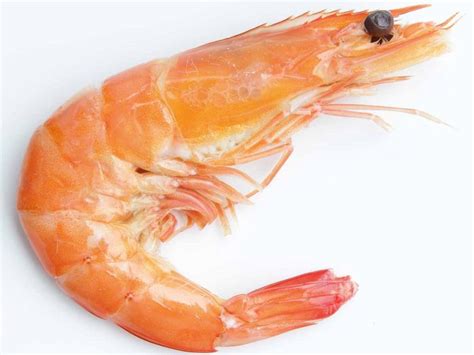 8 Incredible Benefits Of Shrimp Organic Facts