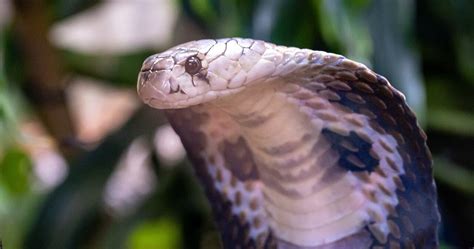 Worlds Most Dangerous Snakes The Majestic Cobra