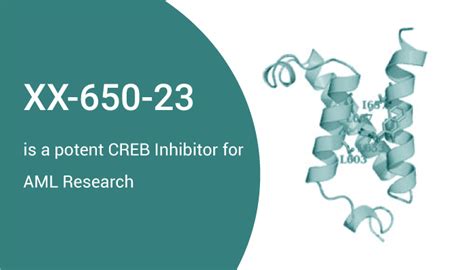 Xx Is A Potent Creb Inhibitor For Aml Research Network Of