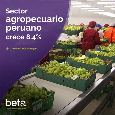 Sector Agropecuario Peruano Crece 8 4 Beta