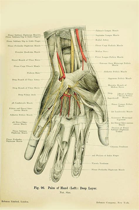 Human Anatomy Vintage Print-human Palm Anatomy-haeckel-human Organ ...