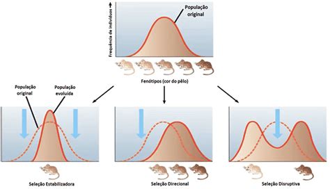 Seleção Natural O Que é Condições Tipos Conceitos Da Teoria De Darwin