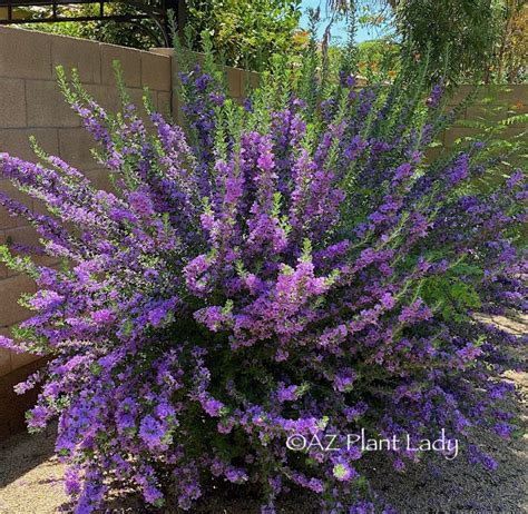 Pollinator Gardening Archives Desert Gardening