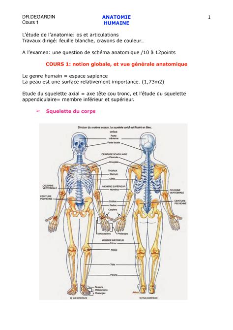 Anatomie L Staps Cours Anatomie Humaine L Tude De Lanatomie