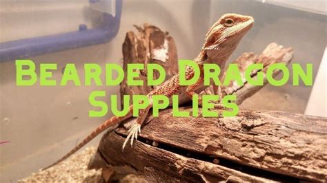 22 Bearded Dragon Supplies And Accessories You Should Have