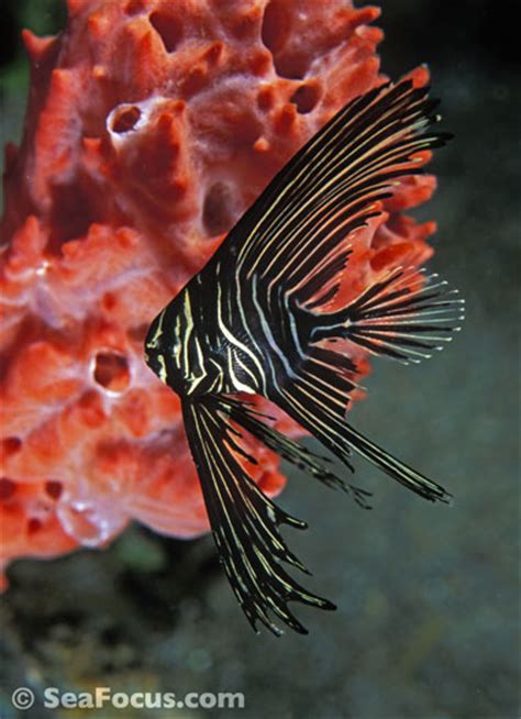 Batfish – image gallery | marine species information | diving photos ...