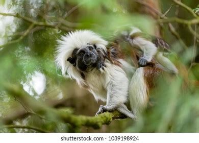 Cotton Top Tamarin Family Female Baby Stock Photo 1039198924 | Shutterstock