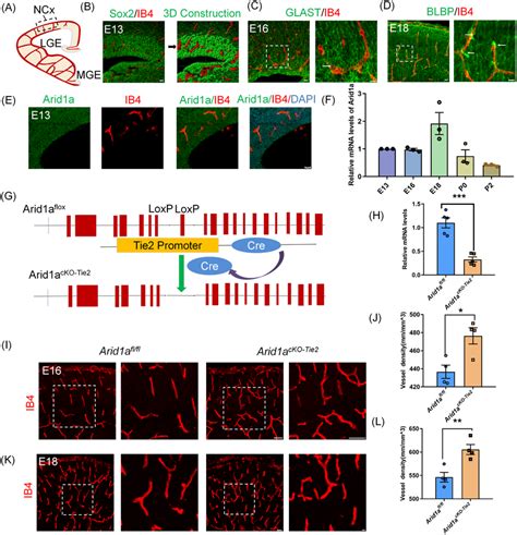 Endothelial Contact Specialized Areas Of Neural Progenitor Cells Npcs Download Scientific