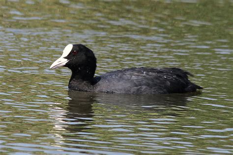 Galeir O Fulica Atra Birdwatching Sesimbra