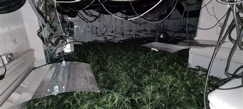 The Massive £1 2m Cannabis Farm With A Staggering 3 000 Plants Found In