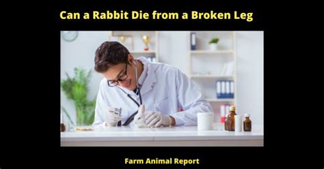 5 Reasons Can A Rabbit Die From A Broken Leg Rabbits Rabbit