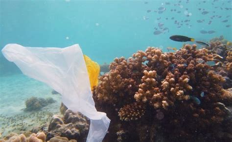 How Does Plastic Pollution Impact Coral Reefs? - ReefCause