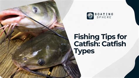 Fishing Tips For Catfish Catfish Types Boatingsphere