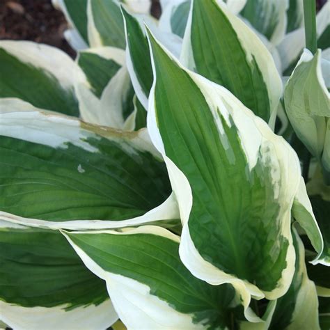 Come Coltivare La Hosta Bella Per Le Foglie E Per I Fiori Sementi Dotto