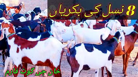 Beetal Ablak Bakriyan For Sale Khan G Goat Farm 03156703674