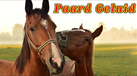 Paard Geluid Hinnikend Paard Youtube