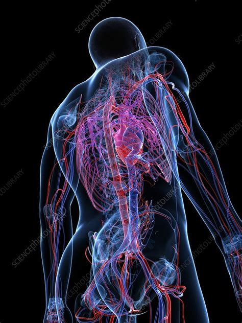 Male Cardiovascular System Artwork Stock Image F005 6528 Science