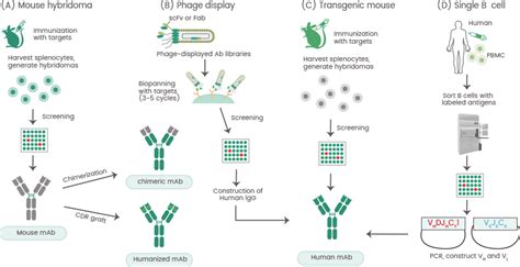 Development of Antibody Production | Sino Biological