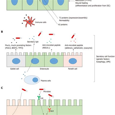 The Normal Intestinal Epithelial Barrier Functions A Physical Barrier Download Scientific