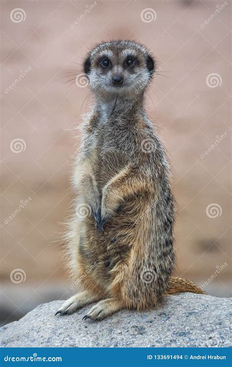 Picture Of Young Meerkat Standing And Looking In The Camera Stock Photo