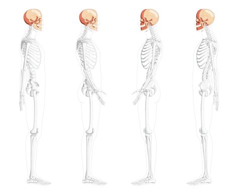 透明なボディを備えた解剖学的に正しい人間の頭蓋骨セット ベクターイラスト画像とpngフリー素材透過の無料ダウンロード Pngtree