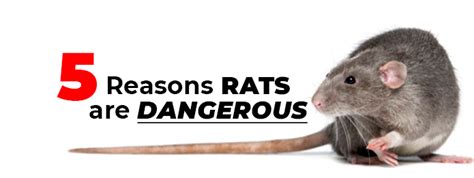 Protecting Your Warehouse from Destructive Rats