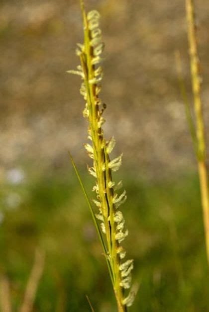 Wildflower Cord Grass Common Irish Wild Flora Wildflowers Of Ireland