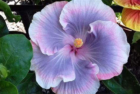 Hibiscus De Tahiti La Fleur Des Tahitiennes Tahiti Heritage