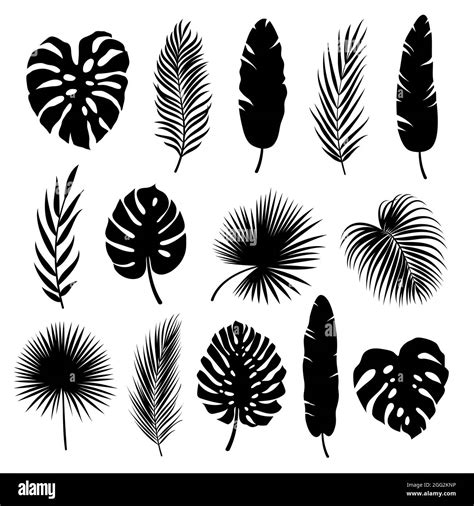 Palm Leaves Set Black Silhouettes Of Tropical Plants Vector