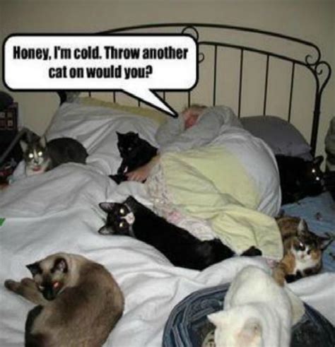 Hilarious Cold Weather Photos Honey Im Cold Throw Another Cat On