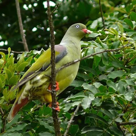 African green pigeon - Facts, Diet, Habitat & Pictures on Animalia.bio