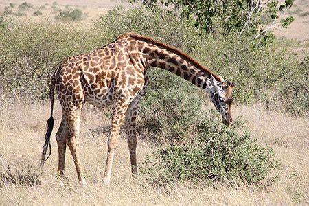 Girafe Girafes Animaux Animaux R Serve Nationale De Massa Mara