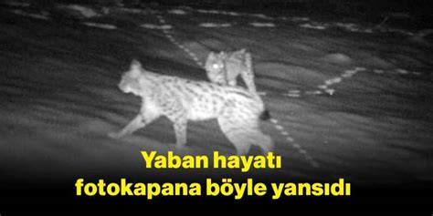 Yaban Hayat Fotokapana B Yle Yans D Bolu Olay