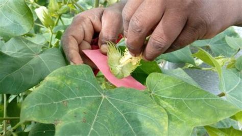 Own Seed Production For Organic Cotton At Biore India Biore