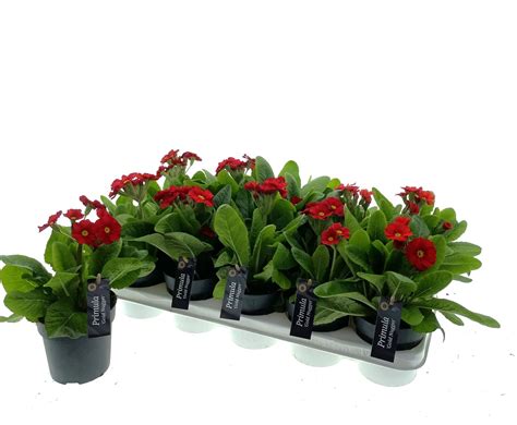 Primula Gold Nugget Red Plant Wholesale Floraccess