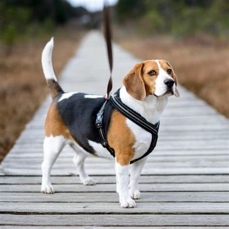 15 Best Dog Harnesses To Buy In 2020 Top Dog Walking Vests