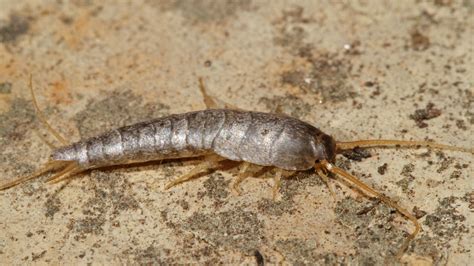 Discover SILVERFISH Secrets Expert Insights Tips