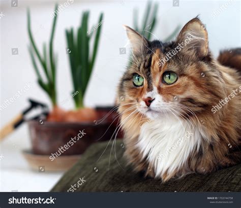 Long Haired Black Cat Up Close Over 2 368 Royalty Free Licensable