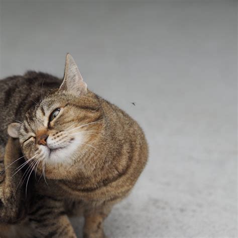 how to get rid of cat fleas 12