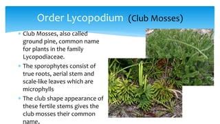 Phylum Lycophyta Examples