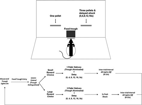 Sex Differences And Effects Of Predictive Cues On Delayed Punishment