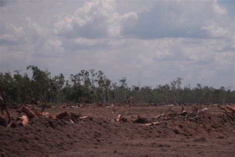 Asrida Elisabeth Dan Sarjan Lahay Archives Mongabay Co Id