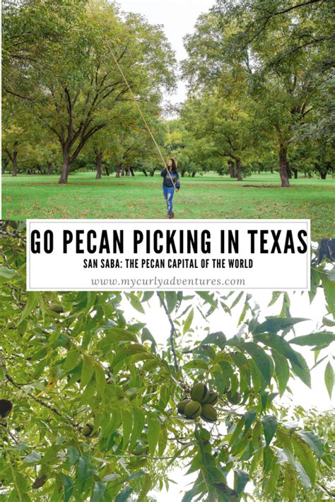 Go Pecan Picking In San Saba Texas My Curly Adventures