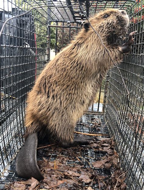 Beaver Trapping And Removal Services